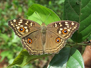 Dorsal view (wet-season form)