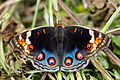 蓝斑发达的雌蝶