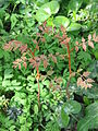 Koelreuteria paniculata root sprout (spring)