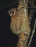 Randrianasolo's sportive lemur