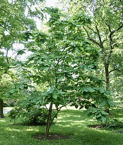 Magnolia macrophylla ssp. macrophylla 1989 accession (#960-89*A), Arnold Arboretum of Harvard University