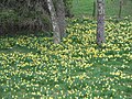 Narcissus pseudonarcissus subsp. pseudonarcissus habitat