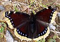 此蝴蝶被称为坎伯韦尔丽人（Nymphalis antiopa），于1748年在坎伯韦尔冷港里被首次发现[29]