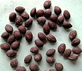 Pointed gourd (Trichosanthes dioica) matured seeds