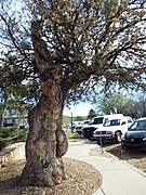 Historic Centennial Tree