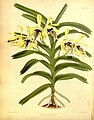 Vanda cristata Plate 290 in: R.Warner - B.S.Williams:The Orchid Album(1882-1897)