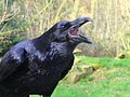 Raven