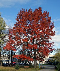 Quercus rubra in autumn (in cultivation)