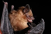 Brown bat