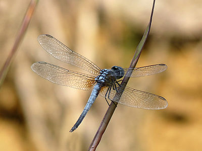 Brachydiplax chalybea male