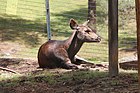 A Samba deer in the preserve
