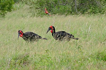 Hunting over a pair of ground hornbills