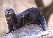 Gray mustelid on a rock