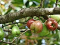 fruit of Syzygium malaccense