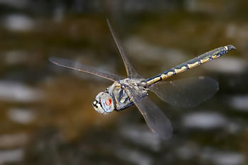 Insect flight