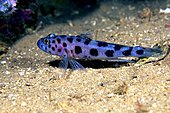 Thorogobius ephippiatus