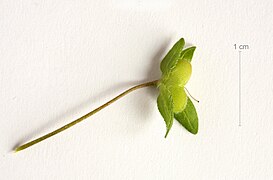 Unripe fruit