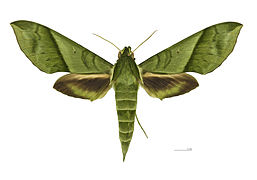 Dorsal side