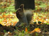 A red squirrel at the park in 2020