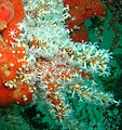 Red fingers (Alcyonium glomeratum) on Inshcape-I wreck, Khurr-Fakkan, UAE