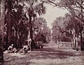 Palmetto glade in 1893