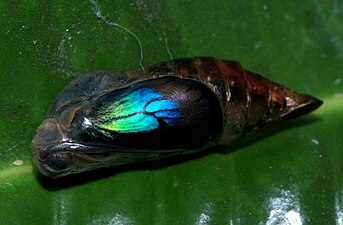 Chrysalis