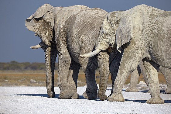 African bush elephant (loxodonta africana): group of four elderly bulls with worn out tusks and ears near Namutoni in Etosha National Park Namibia. Their height is well above 3m with an estimated weight of 4-5 t each. Nevertheless, padded feet are soft enough for stones to get stuck.