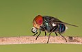 Image 1Numerous species of Calliphoridae or blow fly commonly known as Green bottle fly are found in Bangladesh. The pictured specimen was photographed at Baldha Garden, Dhaka. Photo Credit: Azim Khan Ronnie