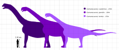 Diagram with 3 species of Camarasaurus