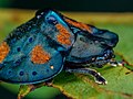 Blue and orange tortoise-beetle Stolas cf. conspersa from Brazil