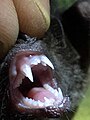 Chestnut short-tailed bat teeth (juvenile male)