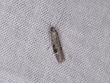 A brown, elongated moth on a gray background.