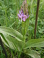 Dactylorrhiza majalis seedling opening