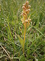 Dactylorhiza viridis