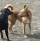 Golden dog: freezing, showing his side.