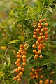 Duranta erecta