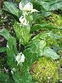 Erythronium 'White Beauty'