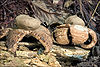 The earthstar mushroom Geastrum triplex Jungh photographed in Slovenia