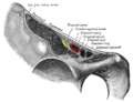 Structures passing behind the right inguinal ligament