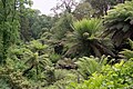 The Lost Gardens of Heligan -- The jungle