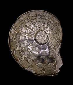 Fossil of the Middle Jurassic ammonoid Hyperlioceras discites