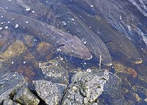 Lake sturgeon.