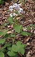 Lunaria rediviva