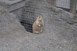 Magnolia Plantation Zoo