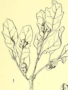 Line drawing of oak leaves with galls, which look like lumps or swellings