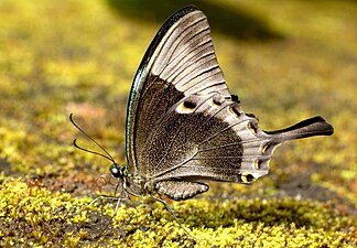 Ventral view