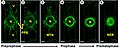 Microtubule dynamics during the first stages of plant cell mitosis, Figure 2G-L (modified) from Dhonukshe et al., 2005