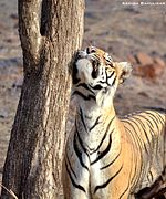 Queen of Ranthambore.jpg