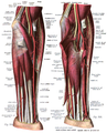 前臂（Antebrachium）在前方可以看到，图示神经和血管。