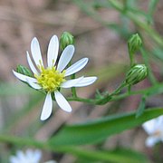 one flower head in bloom, white ray florets, yellow disk florets, several not in bloom